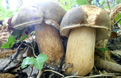 Saison des champignons 2015, les cèpes défient l'été à la Saint Jean...