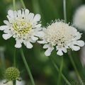 Scabiosa columbaria subsp. ochroleuca