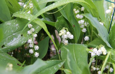 Muguet humide!