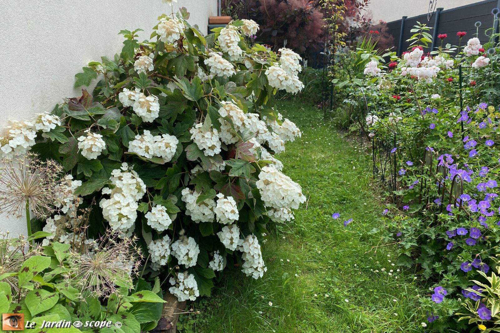 Hydrangea quercifolia