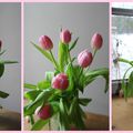 Les tulipes annoncent le printemps