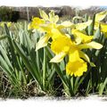 Fête des Jonquilles