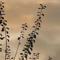 Nouvelle déco dans mon jardin ! un ciel étrange