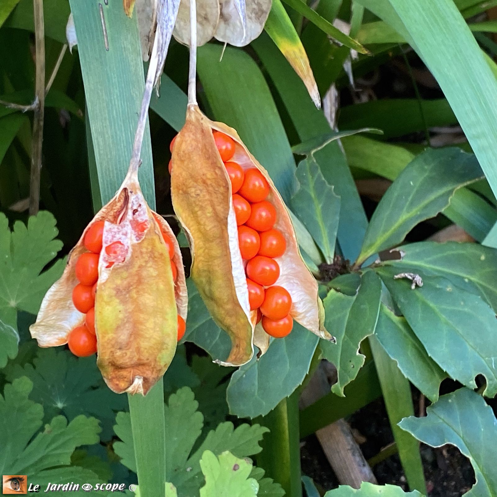 Iris gigot • Iris foetidissima