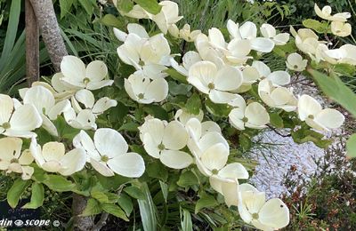 Ce qu'aiment les Cornus et ce qu'ils n'aiment pas