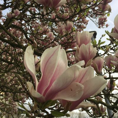 Nouveau blog / New blog