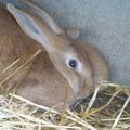 Maman lapin de profil et son petit de dos