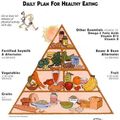 Piramidy żywienia