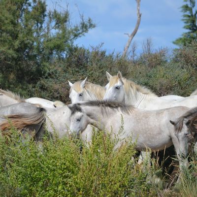 BONSOIR .retour a la realité. ici pas de chevaux