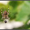 Araignée en l'air (photo 1)