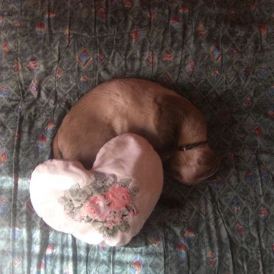 Monsieur chouchou fait sa sieste (Alger octobre2009)