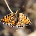 Melitaea