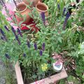 quelques fleurs mises au goût de l'été