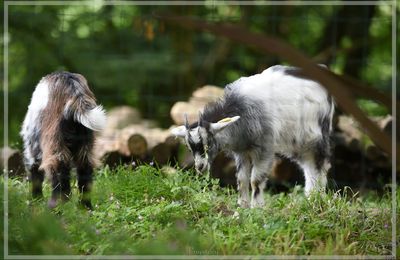 Des animaux au Puy du Fou