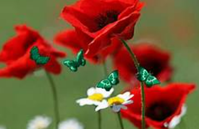 Le coquelicot ... ode à une beauté éphémère  