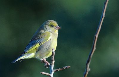 VERDIER D'EUROPE/PINSON DES ARBRES