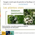 🌼 Le Solanum jasminoides par Paysagiste Pays Basque et Paysagiste Landes.