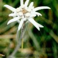 Un Edelweiss pour vous remercier...