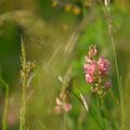 Fleurs des Champs 