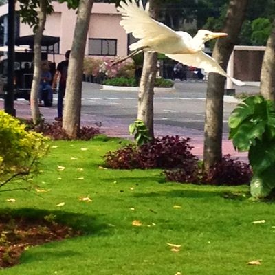 L'inde - Chapitre 2 - La faune, la flore et le climat