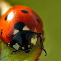 QUI PEUT SAUVER LA COCCINELLE ?