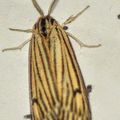 Spiris striata (Linnaeus, 1758) Chouette, Ecaille striée, écaille chouette