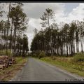 l'arbre et la forêt des Landes