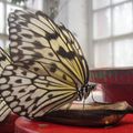 Zoo à papillon - Butterfly House