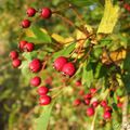 Jardin d'automne