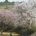 Un petit air de printemps avec les amandiers en fleurs