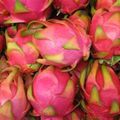 Le pitaya ou fruit du dragon