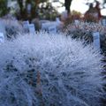 Foire aux plantes