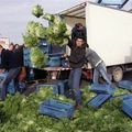  Les maraichers industriels dans l'impasse de la salade 