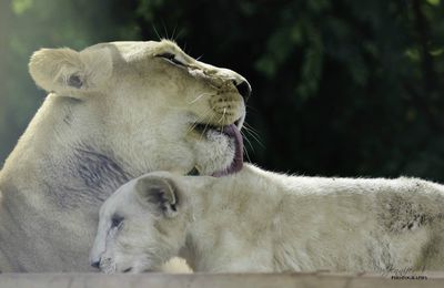 Photographie . Lion Lionne et Lionceau