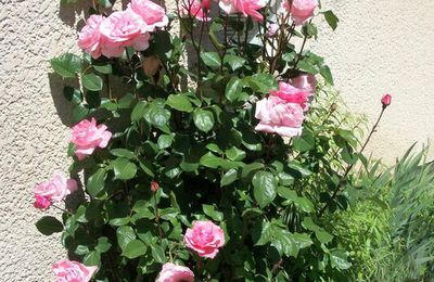 Des fleurs du jardin et des cousettes