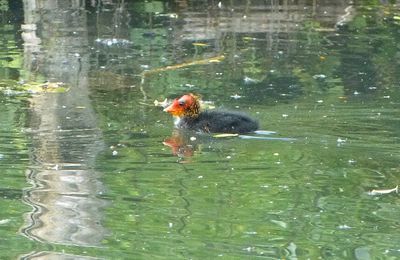 Foulque Macroule dans les marais de Bourges