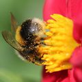 Le Bourdon terrestre , Bombus terrestris