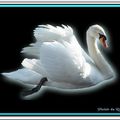 " Le Cygne "