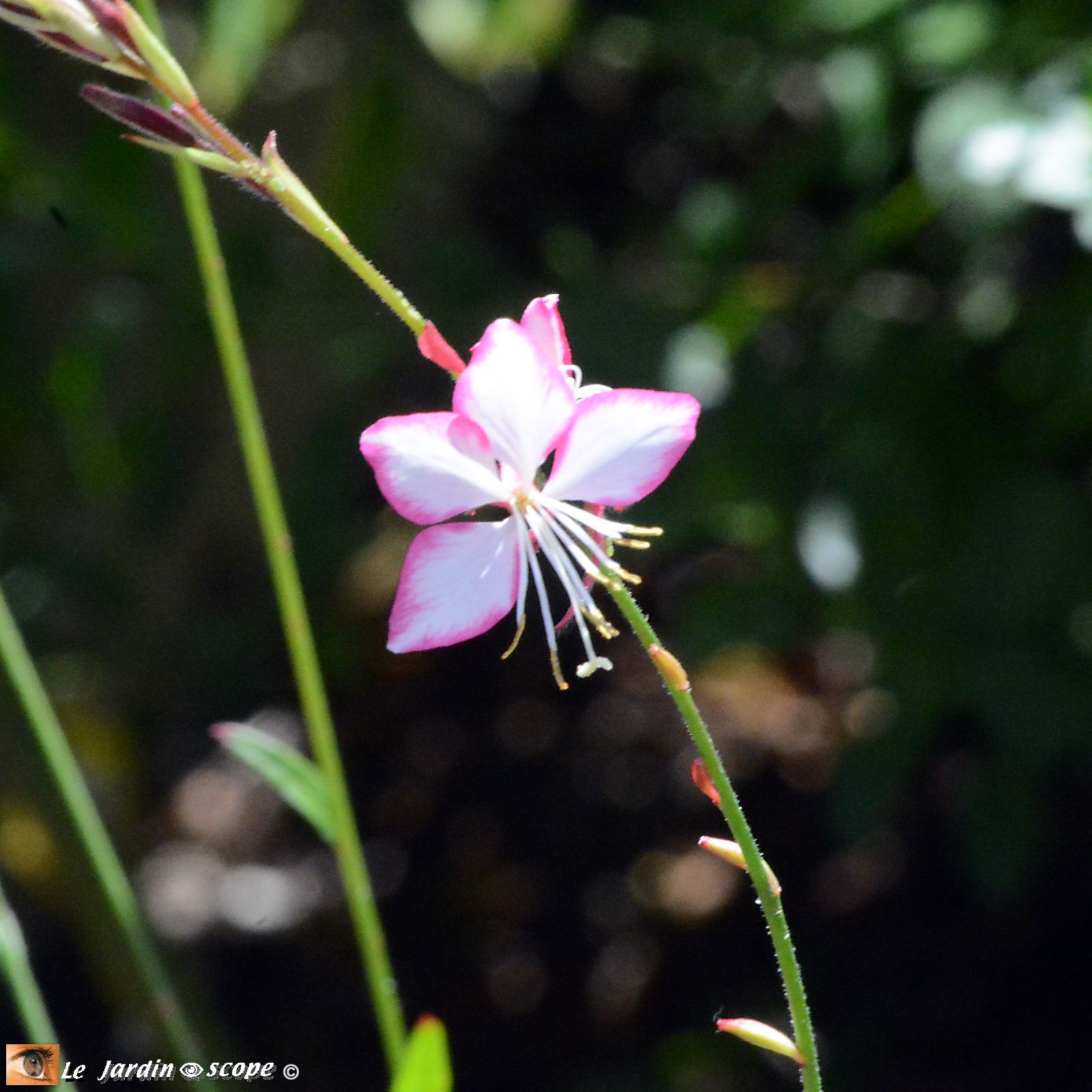 Gaura lindheimeri Rosy Jane