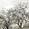 L'arbre aux corbeaux