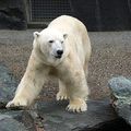 Ours blanc - Ours polaire 