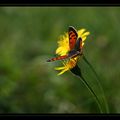 Papillon rouge -noir