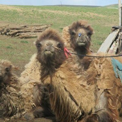 Russie-Mongolie : petit bonus !