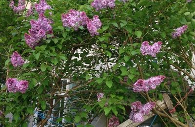 Les lilas