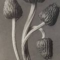 Karl Blossfeldt, Cirsium Canum (Kratzdistel