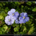 Les fleurs et les tomates de mon jardin