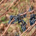 Dans les vignes à Mercurey