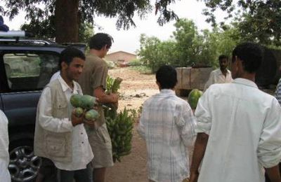 Yémen - Aden Arabie (29/33). Al Hodeidah et l'Institut agricole de Sardoud.