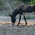 LES ANES DU POUGET - HERAULT