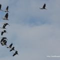 Vol en formation de grue cendré au dessus du Lac du Der (51)